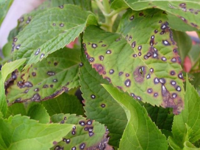 Hydrangea large-leaved Bouquet Rose: description, winter hardiness, photos and reviews