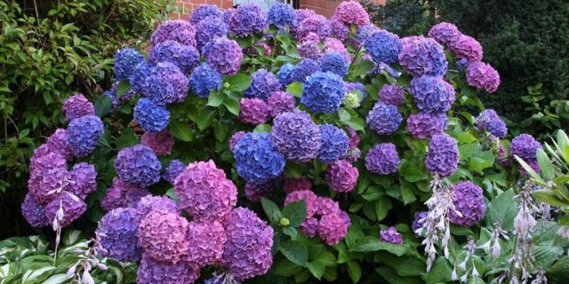 Hydrangea large-leaved Bouquet Rose: description, winter hardiness, photos and reviews