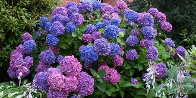 Hydrangea large-leaved Bouquet Rose: description, winter hardiness, photos and reviews