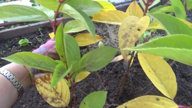 Hydrangea leaves turn yellow: what to do, reasons, how to feed