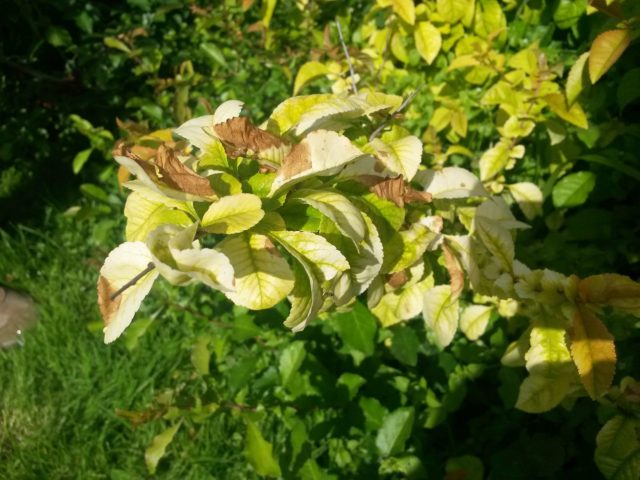 Hydrangea leaves turn yellow: what to do, reasons, how to feed