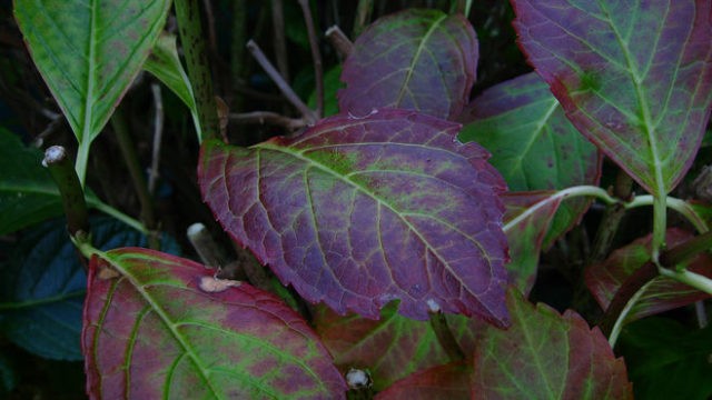 Hydrangea leaves turned red: why they turn red, what to do