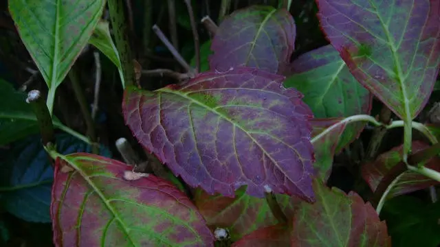 Hydrangea leaves turned red: why they turn red, what to do