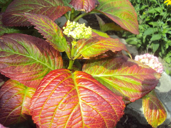 Hydrangea leaves turned red: why they turn red, what to do