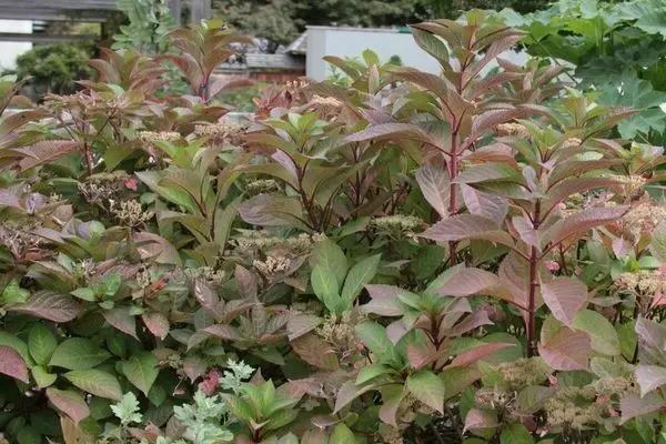 Hydrangea leaves turned red: why they turn red, what to do