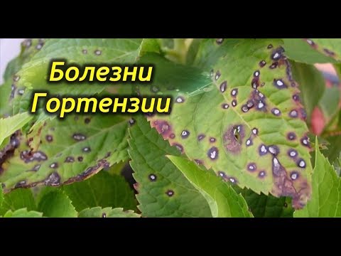 Hydrangea leaves turned red: why they turn red, what to do