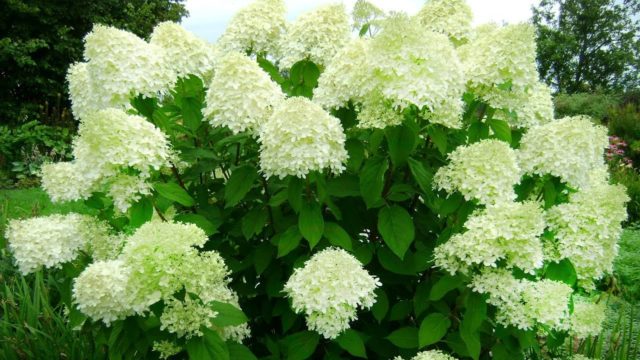 Hydrangea leaves turned red: why they turn red, what to do