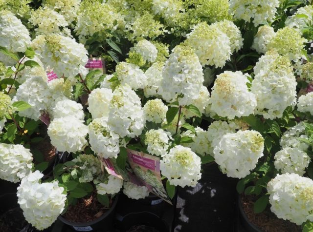 Hydrangea Magical Mont Blanc: reviews, planting and care