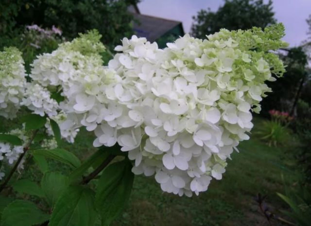 Hydrangea Magical Mont Blanc: reviews, planting and care