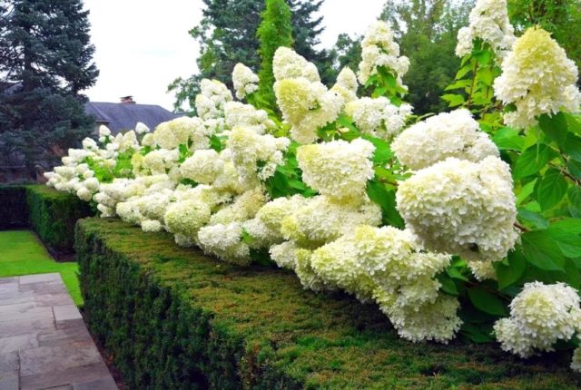 Hydrangea Magical Mont Blanc: reviews, planting and care