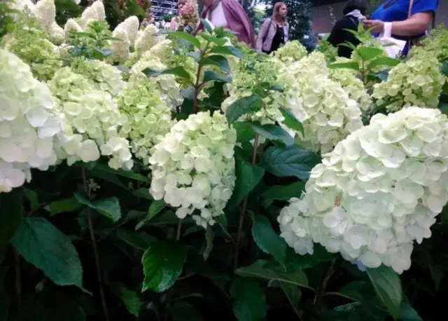 Hydrangea Magical Mont Blanc: reviews, planting and care