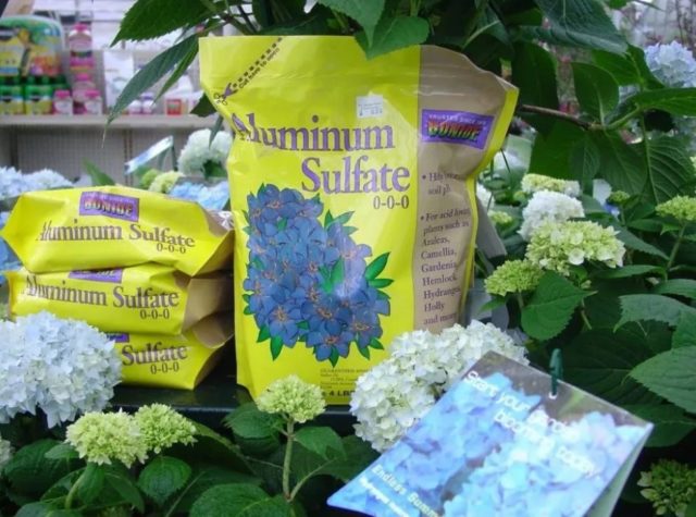 Hydrangea Magical Mont Blanc: reviews, planting and care