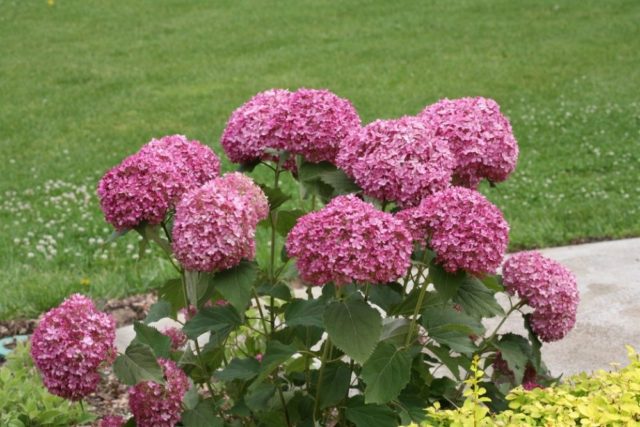 Hydrangea Magical Pinkerbell (Magical pinkerbell): reviews, description, photo