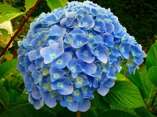 Hydrangea Nikko Blue: description, planting and care, photos, reviews