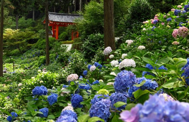 Hydrangea Nikko Blue: description, planting and care, photos, reviews