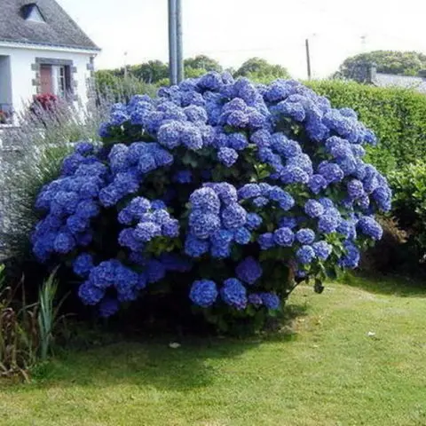 Hydrangea Nikko Blue: description, planting and care, photos, reviews