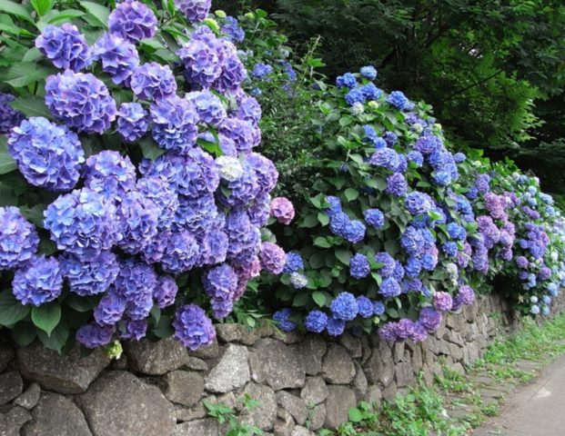 Hydrangea Nikko Blue: description, planting and care, photos, reviews