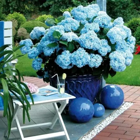 Hydrangea Nikko Blue: description, planting and care, photos, reviews