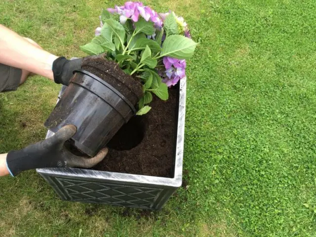 Hydrangea Nikko Blue: description, planting and care, photos, reviews