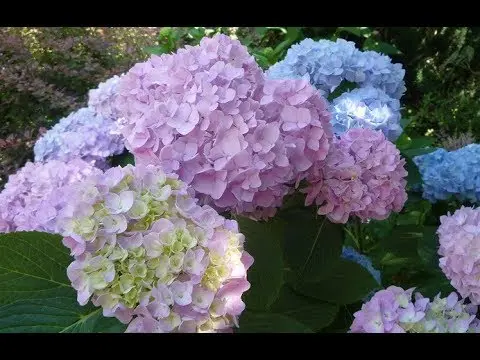 Hydrangea Nikko Blue: description, planting and care, photos, reviews