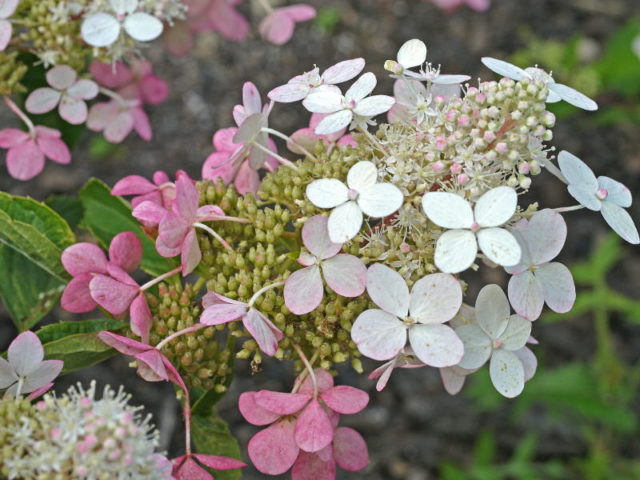 Hydrangea paniculata Big Ben: description, planting and care, reviews