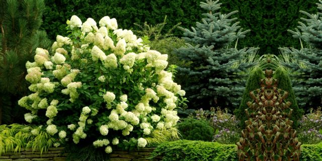 Hydrangea paniculata Big Ben: description, planting and care, reviews