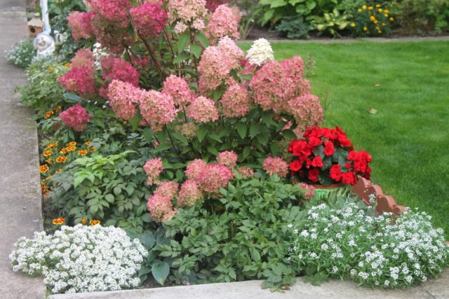 Hydrangea paniculata Big Ben: description, planting and care, reviews