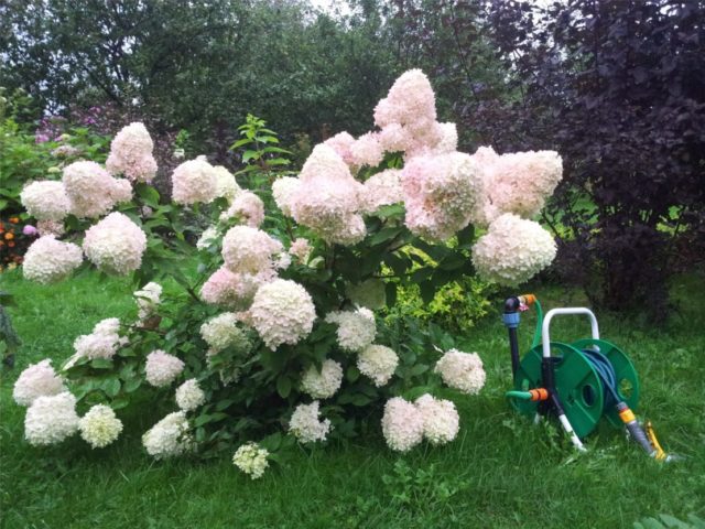 Hydrangea paniculata Big Ben: description, planting and care, reviews