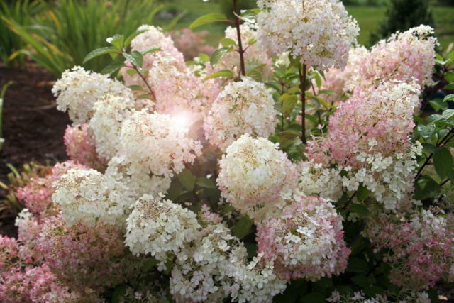 Hydrangea paniculata Bobo: photo, description, planting and care, reviews