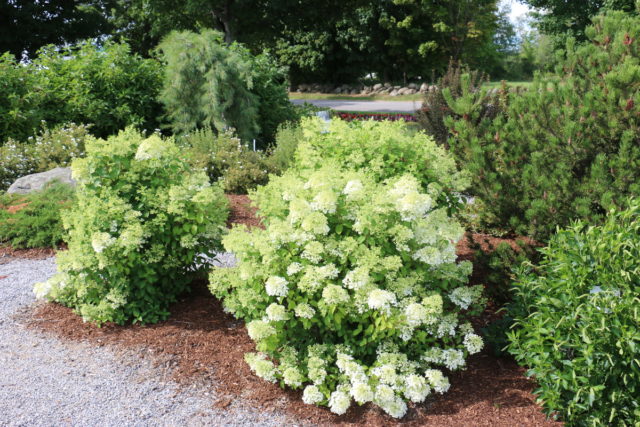 Hydrangea paniculata Bobo: photo, description, planting and care, reviews