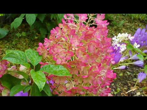 Hydrangea paniculata Bobo: photo, description, planting and care, reviews