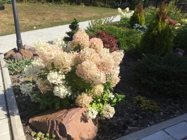 Hydrangea paniculata Bobo: photo, description, planting and care, reviews