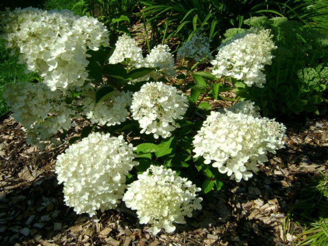 Hydrangea paniculata Bombshell: planting and care, photos and reviews