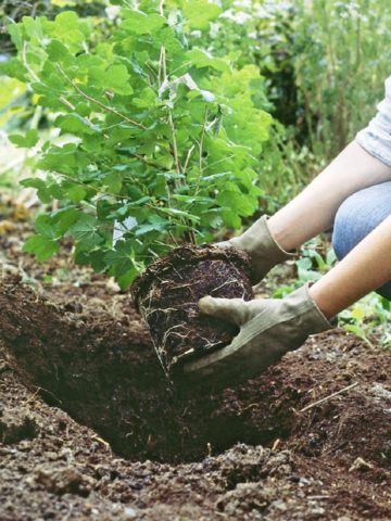 Hydrangea paniculata Bombshell: planting and care, photos and reviews