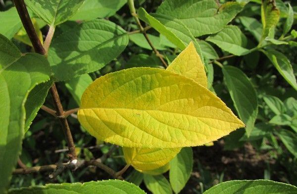 Hydrangea paniculata Bombshell: planting and care, photos and reviews