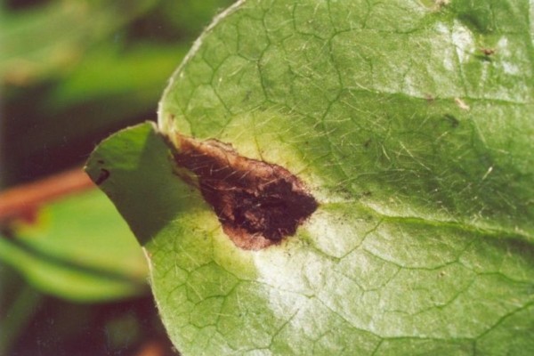 Hydrangea paniculata Bombshell: planting and care, photos and reviews