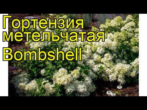 Hydrangea paniculata Bombshell: planting and care, photos and reviews