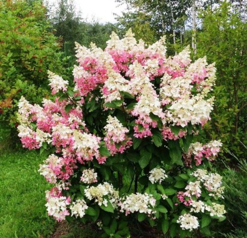 Hydrangea paniculata Confetti: planting and care, photos, reviews