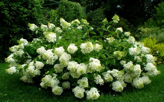 Hydrangea paniculata Dentel de Gorron: planting and care, photos, reviews