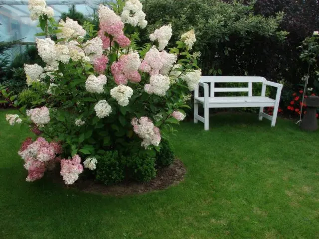 Hydrangea paniculata Dentel de Gorron: planting and care, photos, reviews