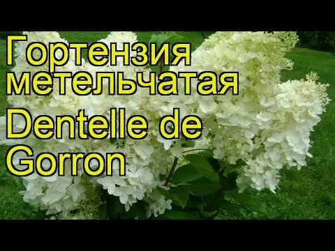 Hydrangea paniculata Dentel de Gorron: planting and care, photos, reviews