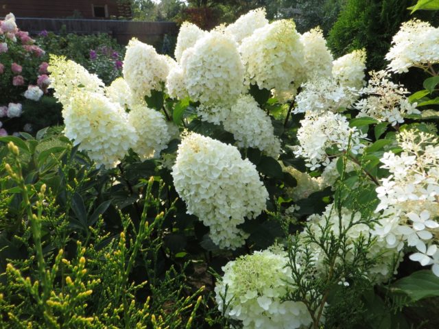 Hydrangea paniculata Dentel de Gorron: planting and care, photos, reviews