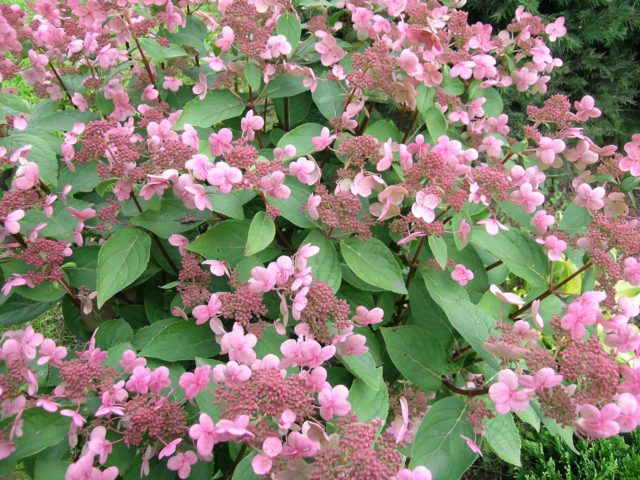 Hydrangea paniculata Dharuma (Daruma): description, planting and care