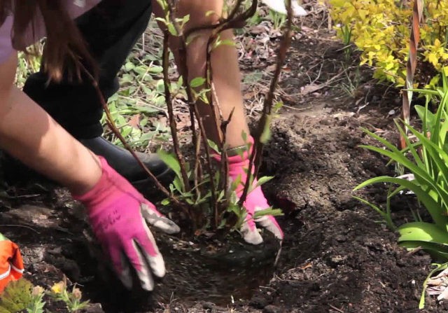 Hydrangea paniculata Dharuma (Daruma): description, planting and care