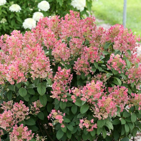 Hydrangea paniculata Dharuma (Daruma): description, planting and care