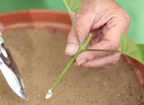 Hydrangea paniculata Dharuma (Daruma): description, planting and care