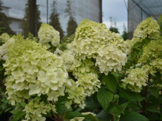 Hydrangea paniculata Diamantino: variety description, reproduction, photo