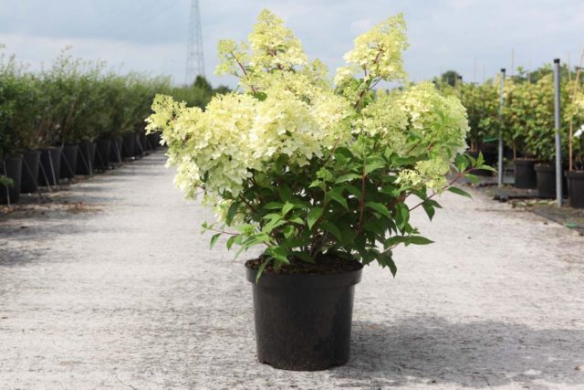 Hydrangea paniculata Diamantino: variety description, reproduction, photo