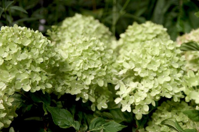 Hydrangea paniculata Diamantino: variety description, reproduction, photo