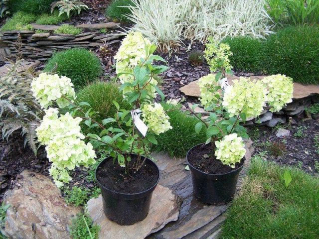 Hydrangea paniculata Diamantino: variety description, reproduction, photo